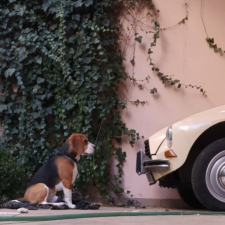 Citroen Dyane - Дијана and Beagle